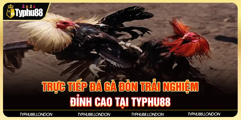 Trực Tiếp Đá Gà Đòn Trải Nghiệm Đỉnh Cao Tại Typhu88